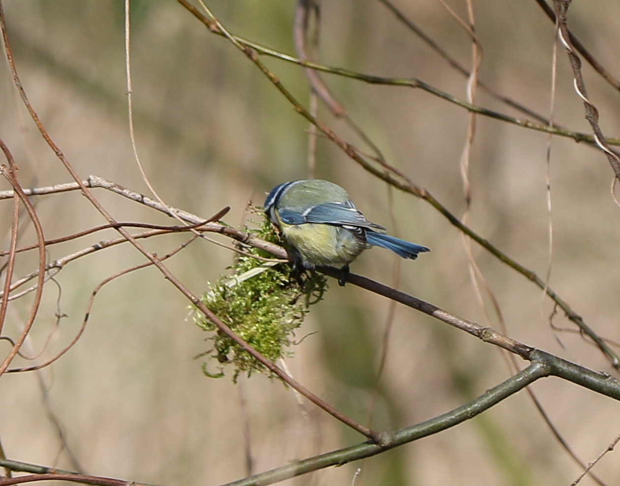 ja und die Blaumeise ----------