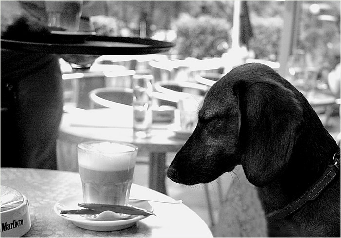 ...ja und ich kann jetzt den Macchiato nur KLEIN für meinen Hund bestellen. Ein Jammer ! und...