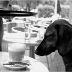 ...ja und ich kann jetzt den Macchiato nur KLEIN für meinen Hund bestellen. Ein Jammer ! und...