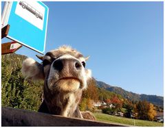 ja wann kommt denn nun endlich dieser bus...?