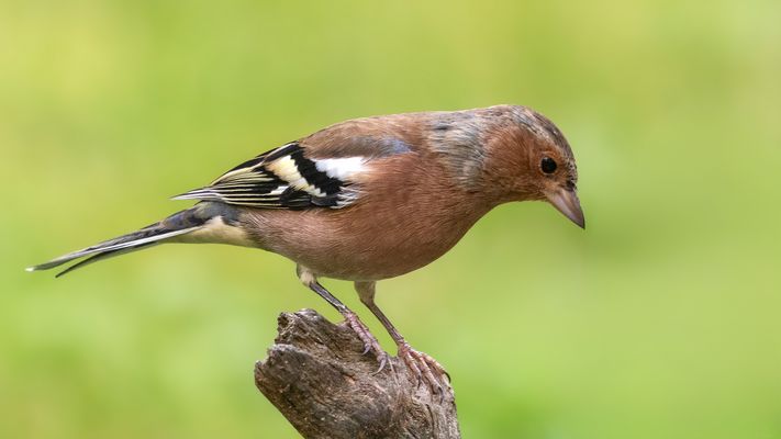 Ja was sieht er denn???