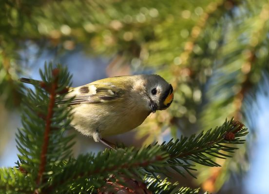 ***** ---- ja wer bist Du denn ---- ***** ??????????????