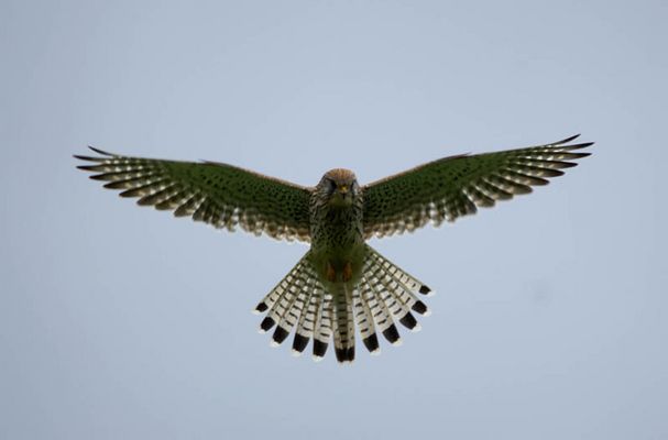 Ja wer bist du denn da