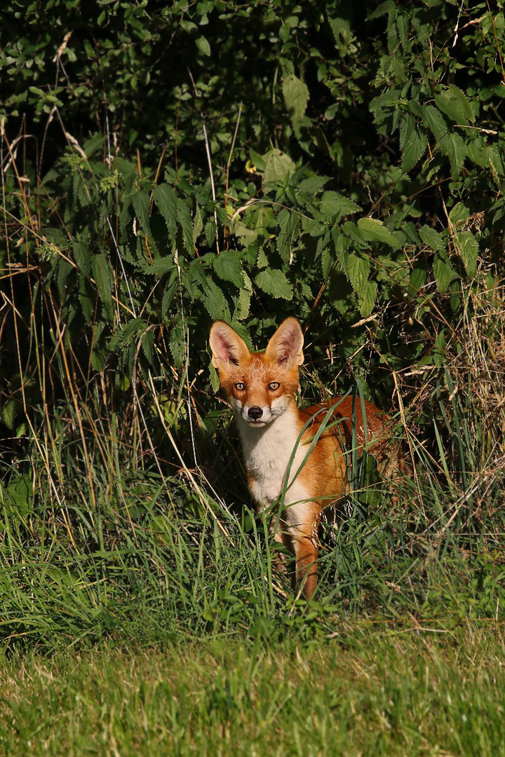 "Ja, wer guckt denn da so frech ...."?