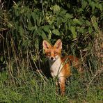 "Ja, wer guckt denn da so frech ...."?