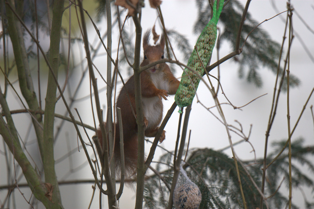 ja, wer klaut denn da das Vogelfutter!?