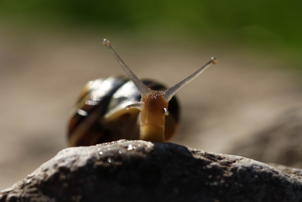 ja, wer kommt denn da gekrochen...???