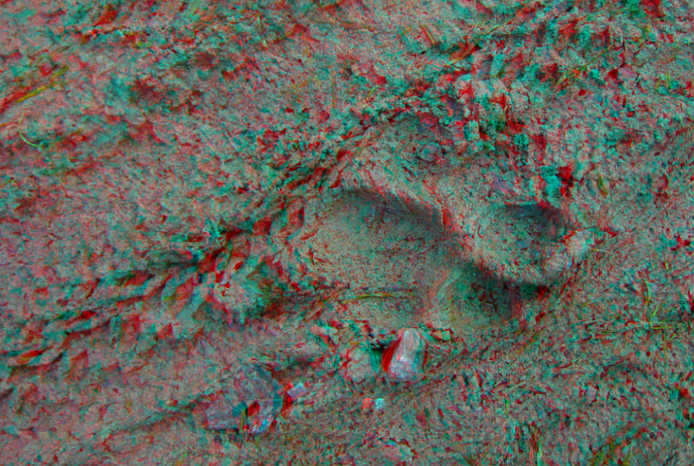 Ja wo laufen sie denn? (3D-Anaglyphe)