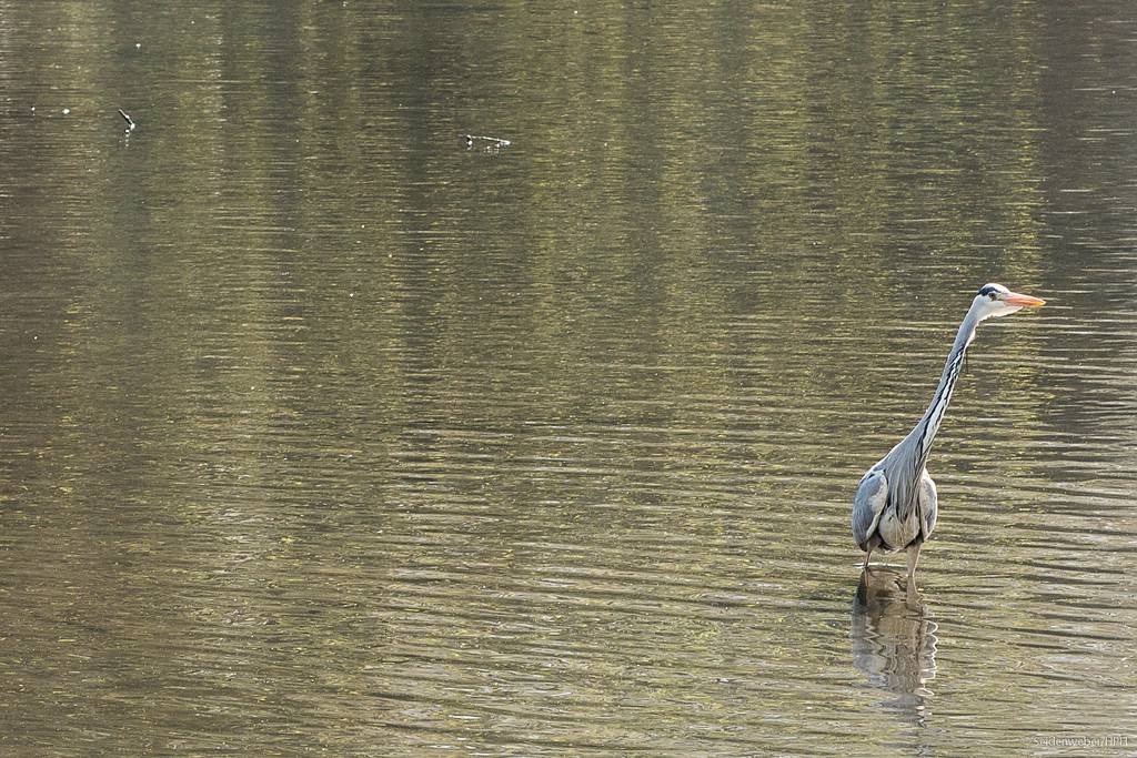 ...ja, wo schwimmen sie denn, wo schwimmen sie denn hin?...