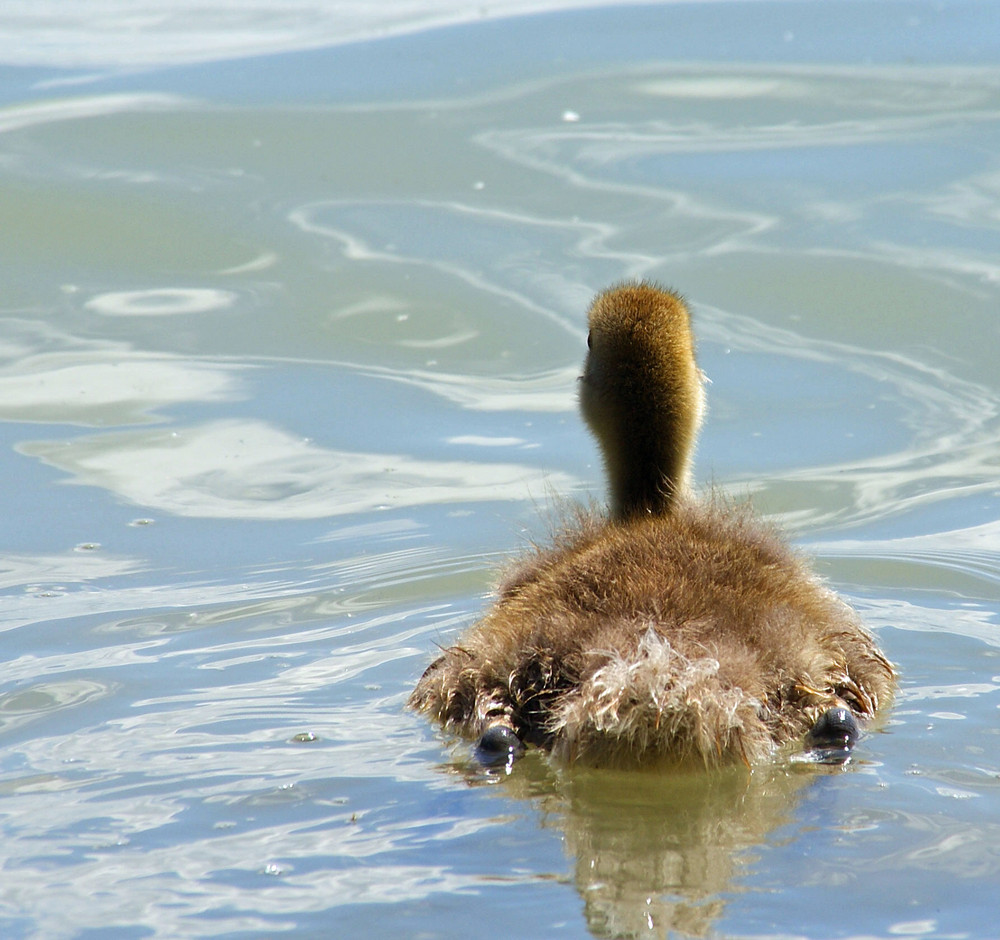 Ja wo schwimmt er denn......