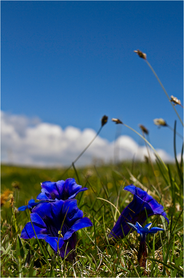 Jaa Jaaa so blau blau blau...