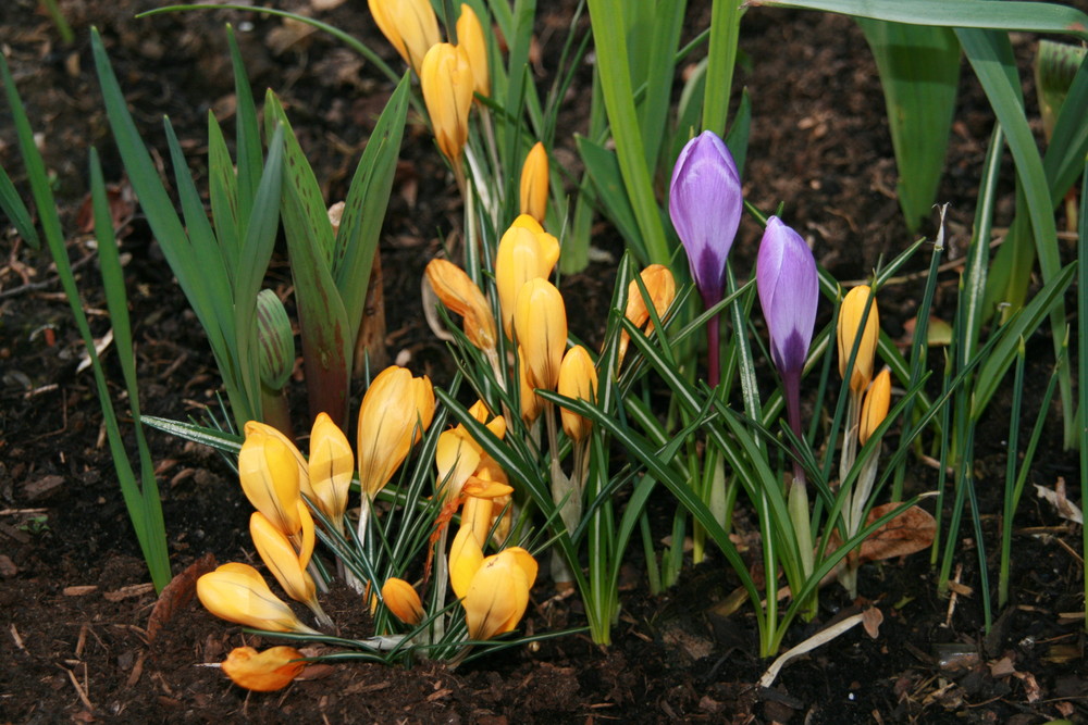 JAAA!!!!! ES WIRD FRÜHLING