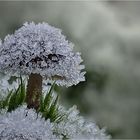 Jaaa - ich weiß - immer Pilze ist langweilig