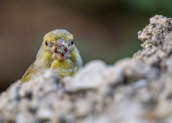 "Jaaa .... mir schmeckt's"