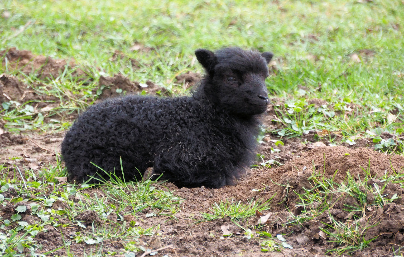 Jaaaa ich bin das berüchtigte schwarze Schaf … 