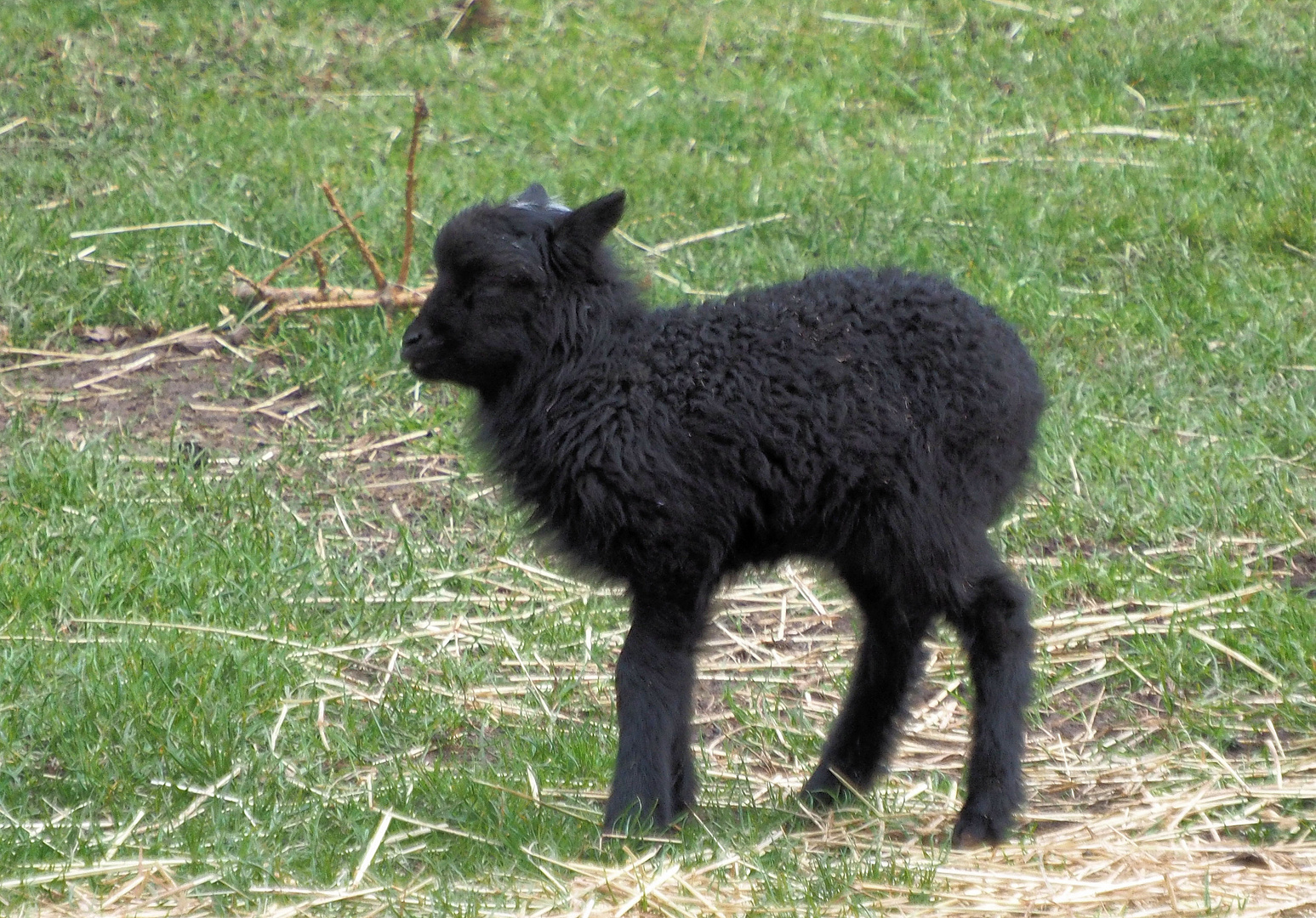 Jaaaa ich bin definitiv das schwarze Schaf in der Familie..