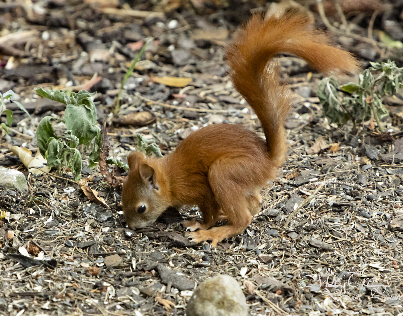 Jaaaa, irgendwann bin ich auch mal ein großes starkes Eichhörnchen,