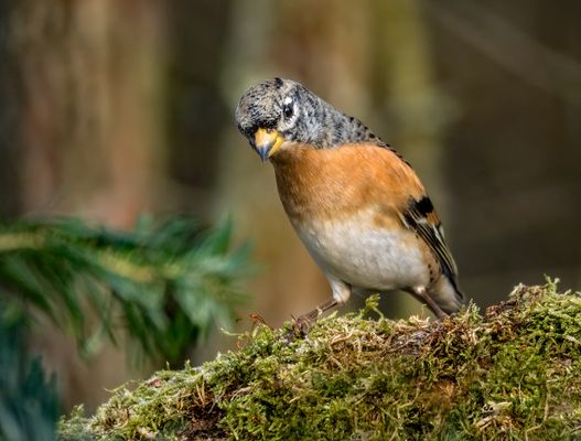 "Jaaaa ...... sie wünschen"?