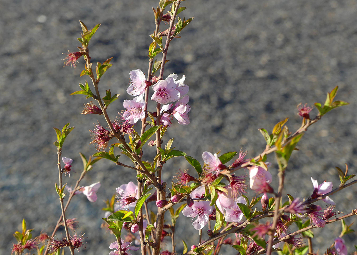 Jabal Shams Blümchen