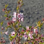 Jabal Shams Blümchen