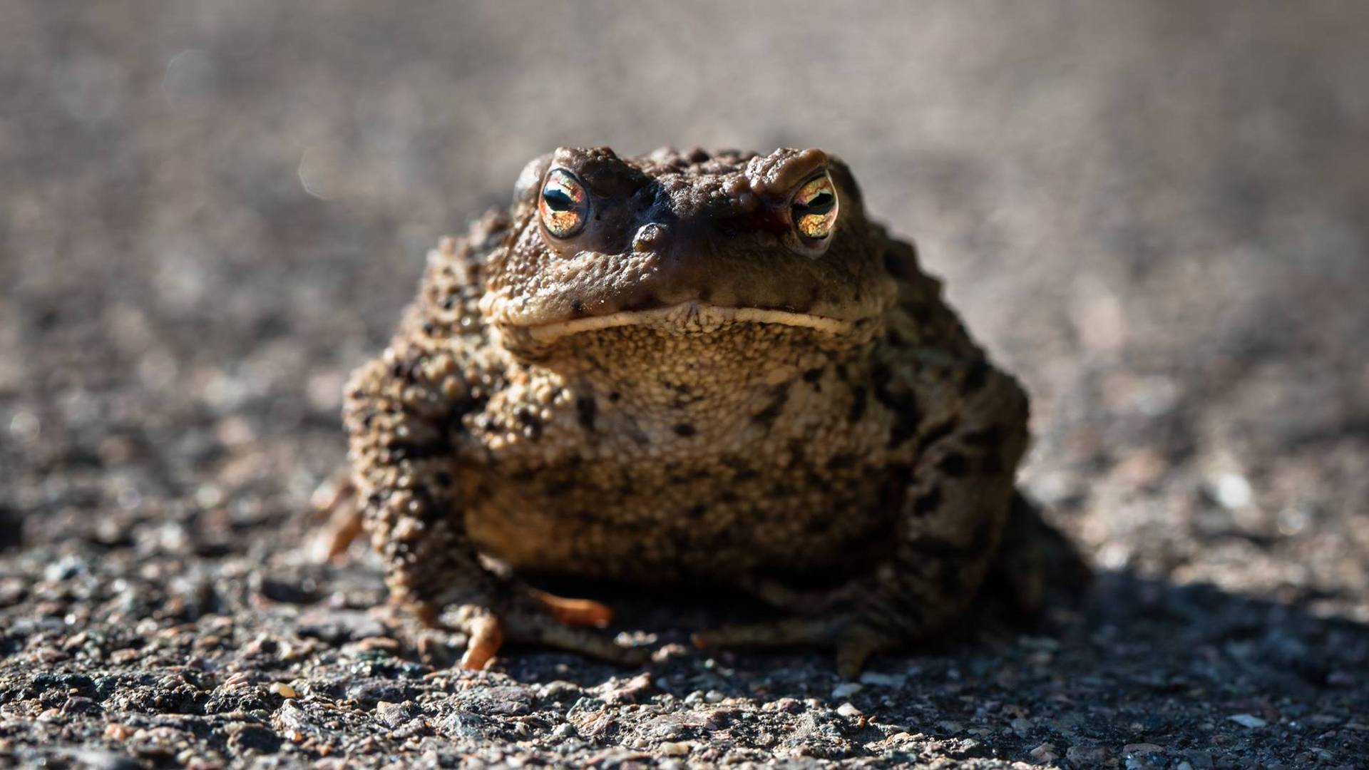 "Jabba" auf Radweg