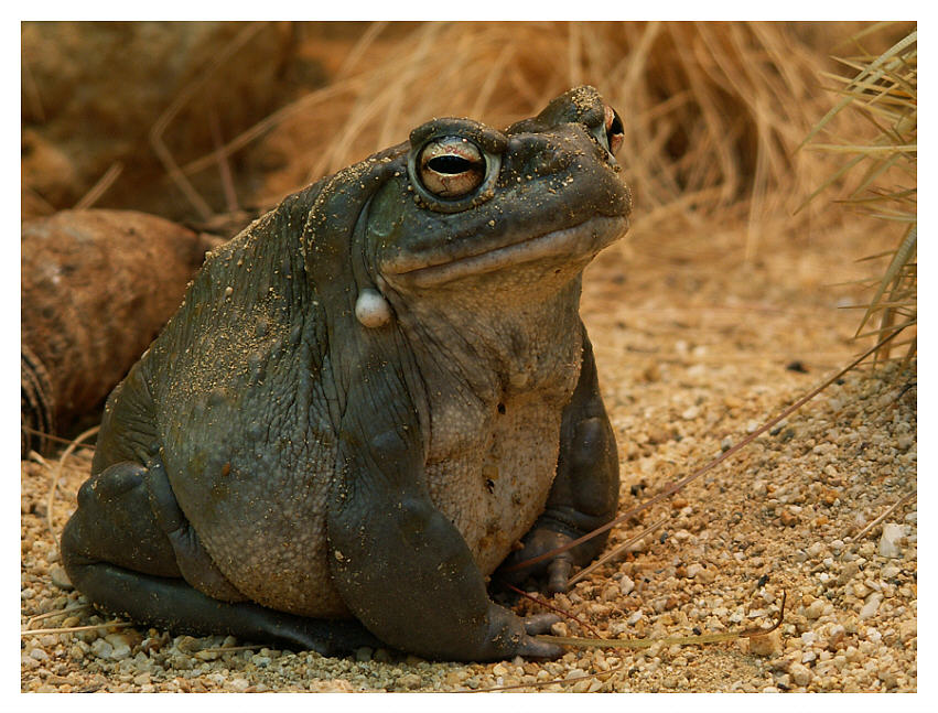 Jabba the Toad