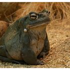 Jabba the Toad