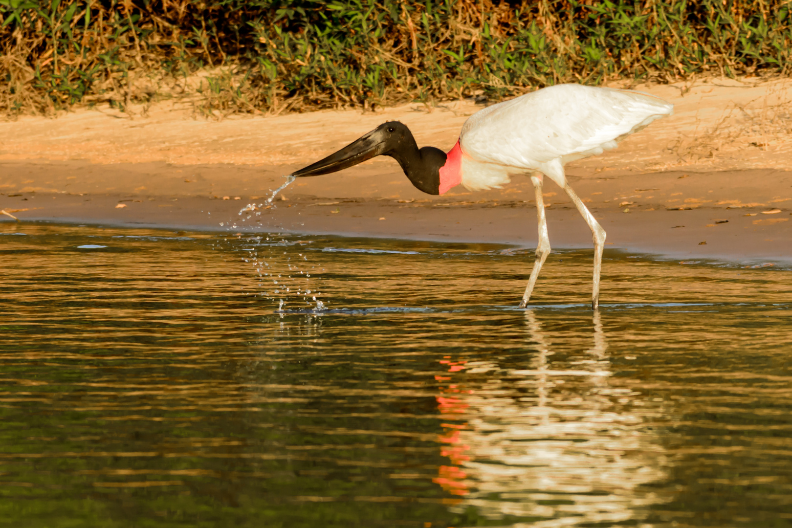 Jabiru