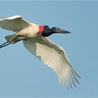 Jabiru