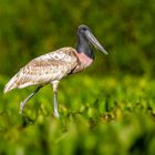 Jabiru