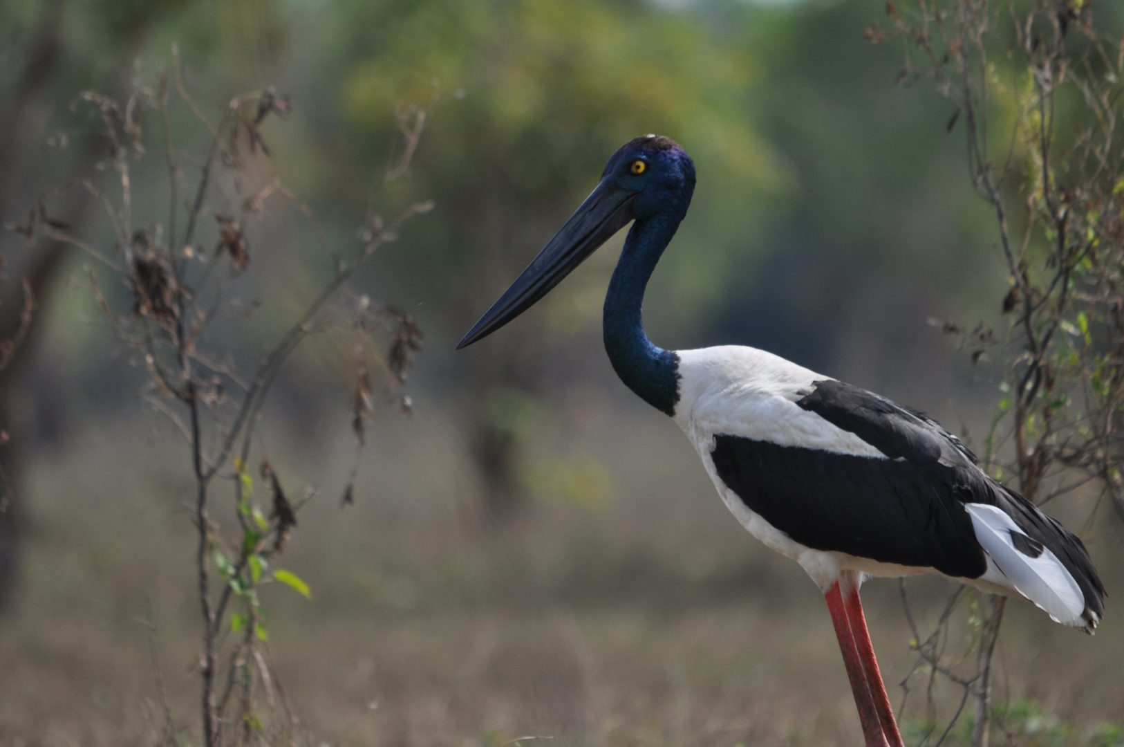 Jabiru