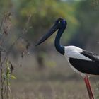 Jabiru