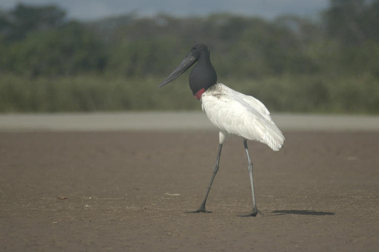 Jabiru am Río Ucayali in Perú