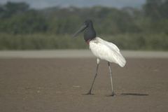 Jabiru am Río Ucayali in Perú