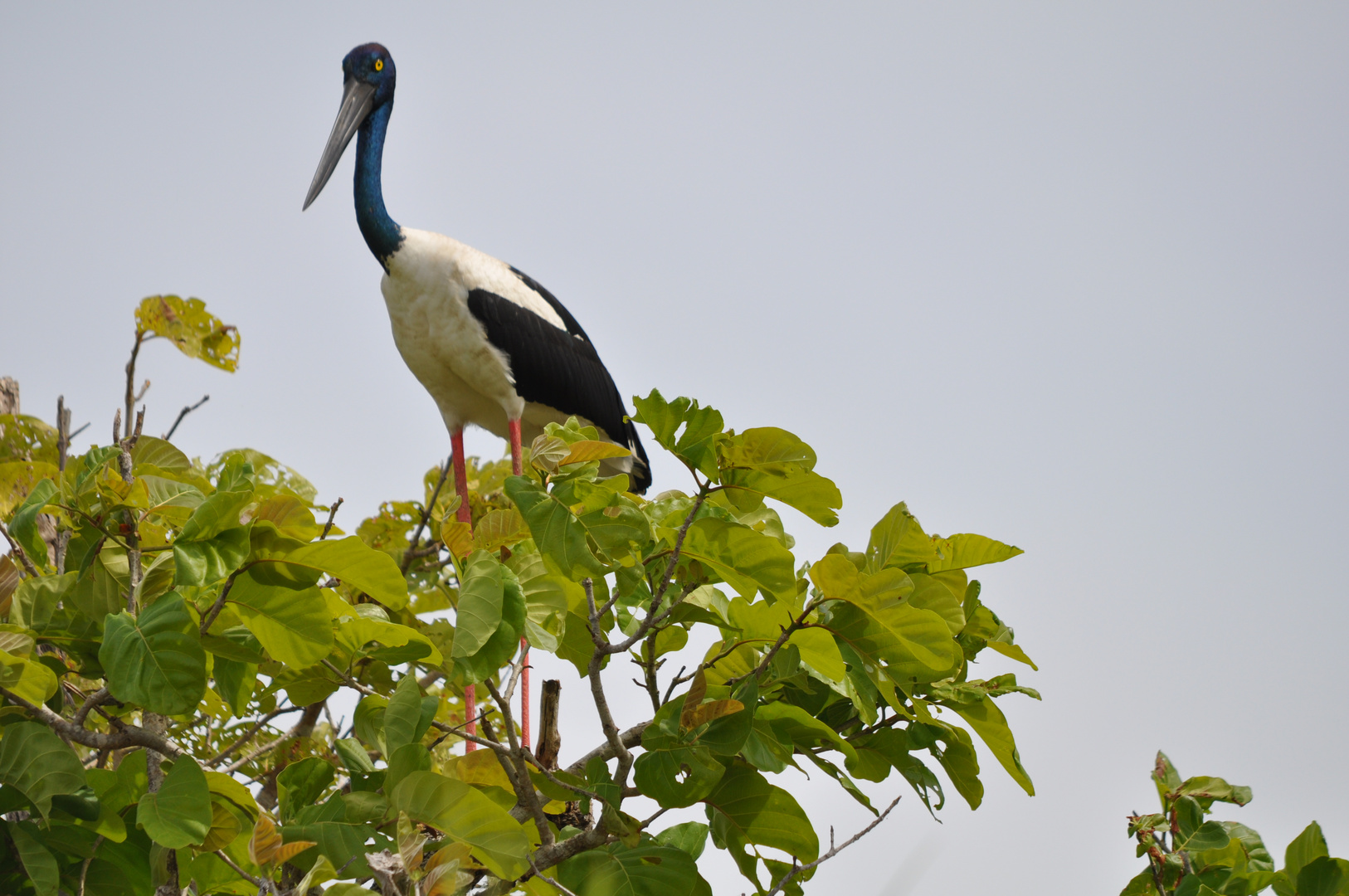 Jabiru