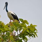 Jabiru