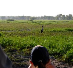 Jabiru