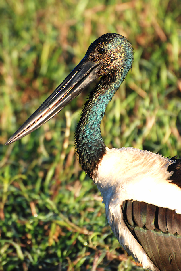 Jabiru / Black-necked stork