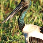 Jabiru / Black-necked stork