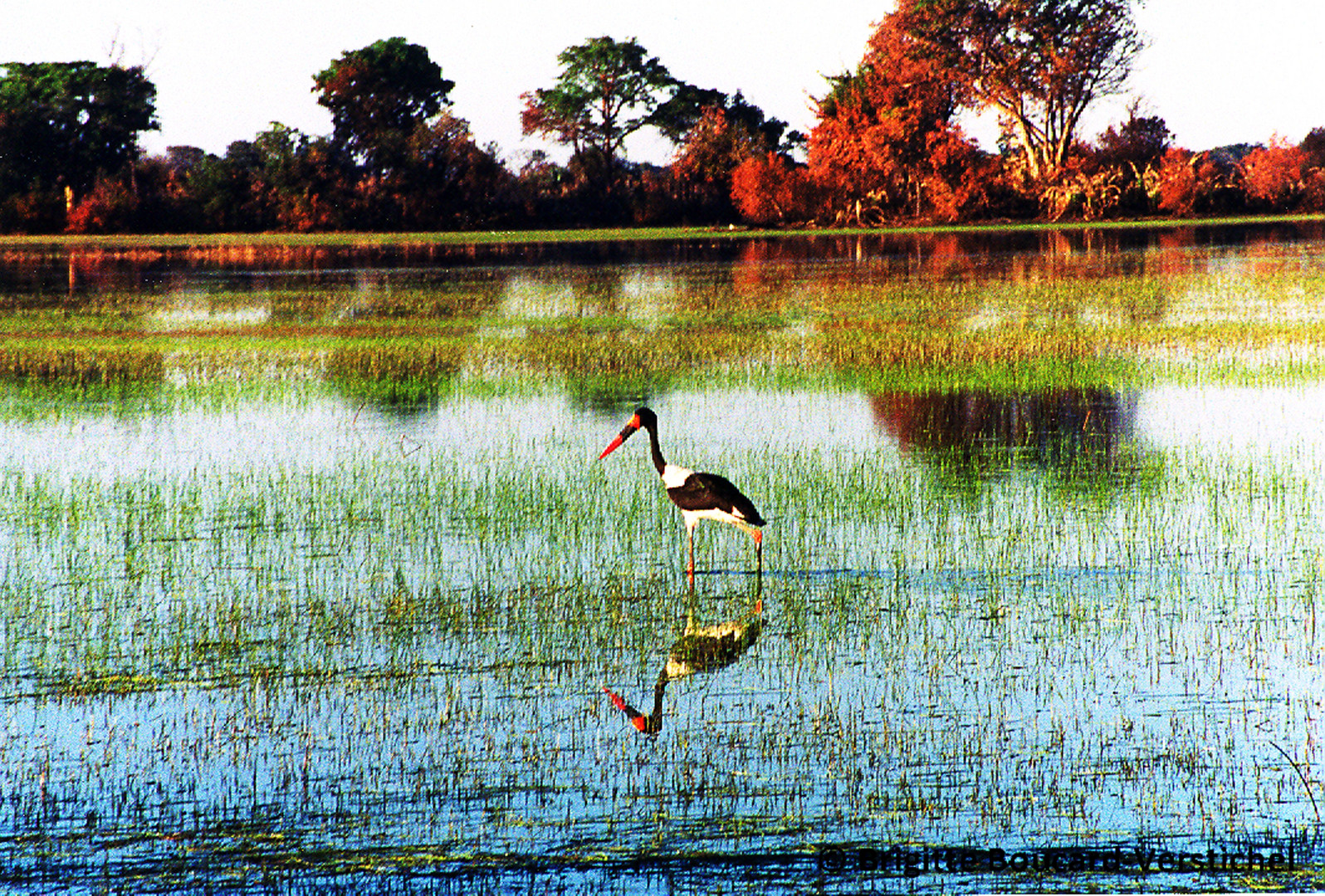 Jabiru du Sénégal.