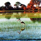 Jabiru du Sénégal.