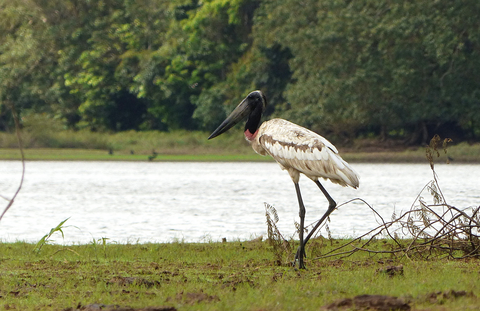 - jabiru -