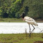 - jabiru -