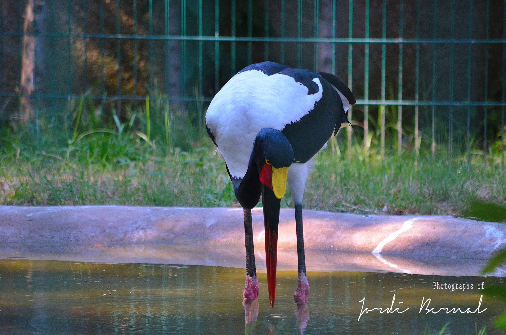 Jabiru