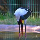 Jabiru