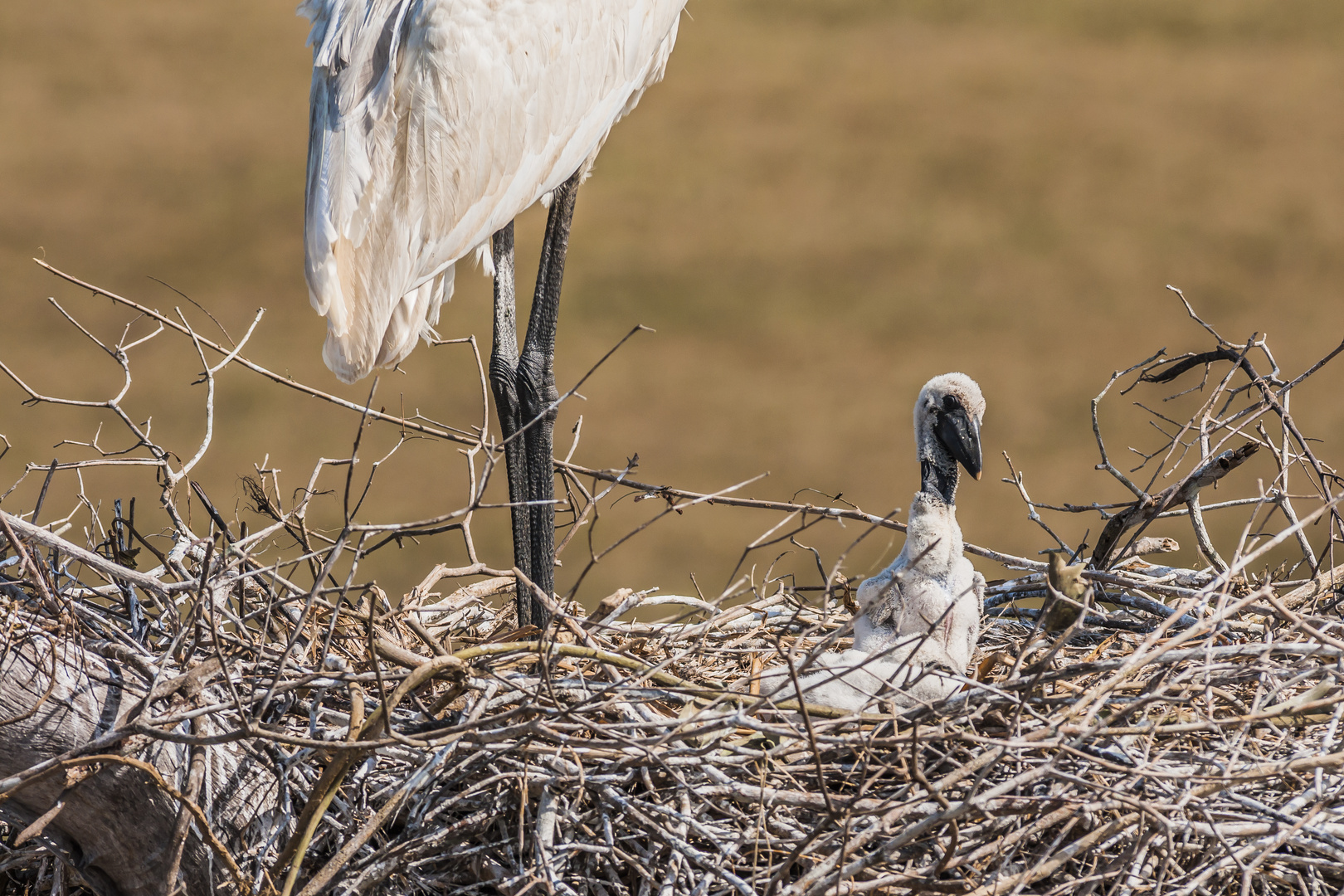 Jabiru