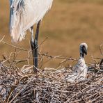 Jabiru