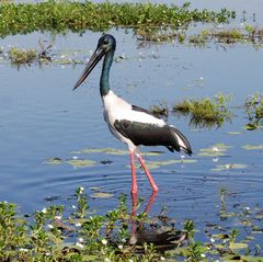 Jabiru