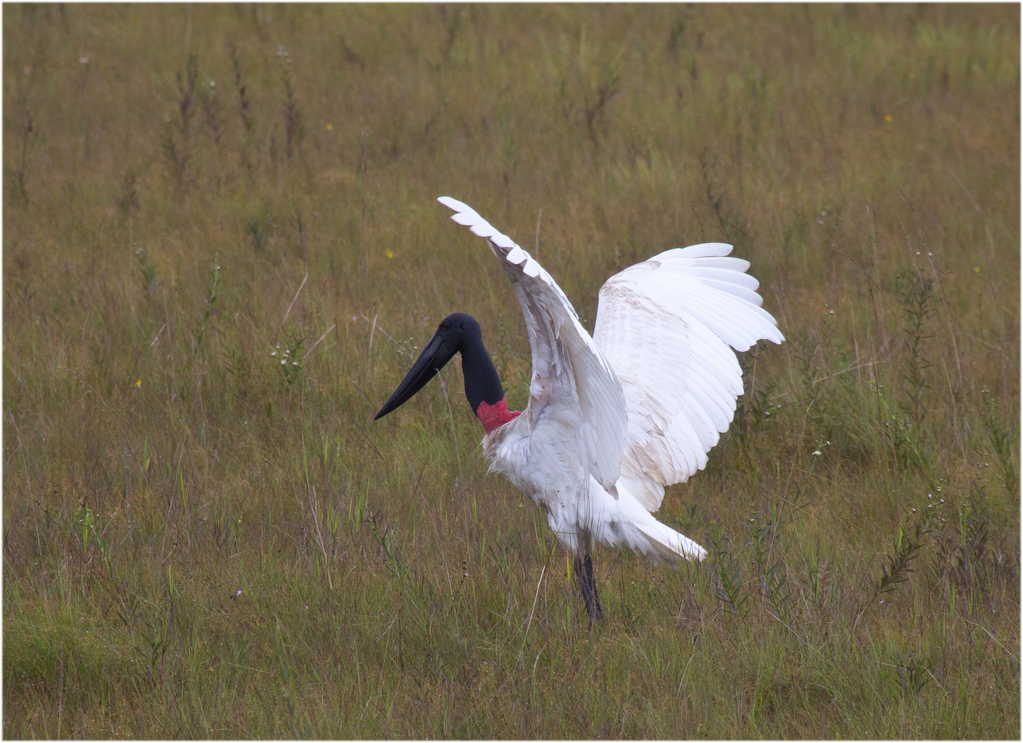 Jabiru im Grass