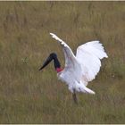 Jabiru im Grass